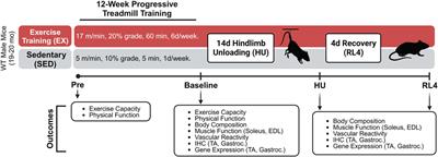 Treadmill training does not enhance skeletal muscle recovery following disuse atrophy in older male mice